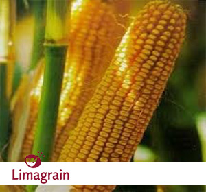 Гибрид семян кукурузы LG 3255