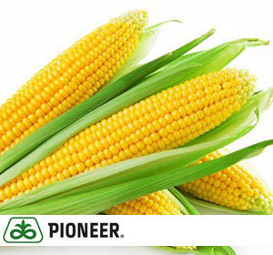 Гибрид семян кукурузы PR38A75