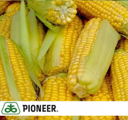 Гибрид семян кукурузы PR39H32