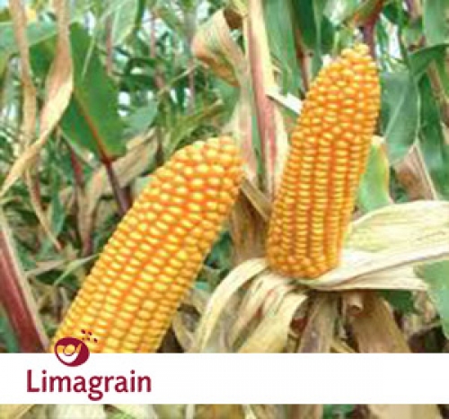Гибрид семян кукурузы LG 3395