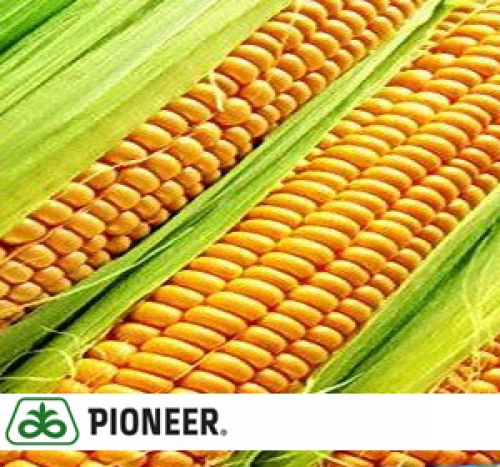 Гибрид семян кукурузы PR39W45