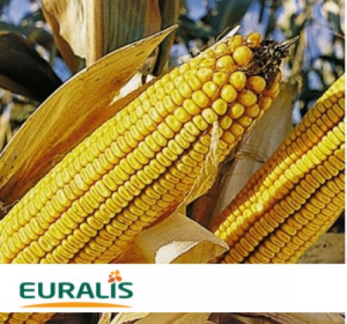 Гибрид семян кукурузы ЕС Кокпит