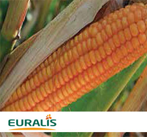 Гибрид семян кукурузы ЕС Конкорд