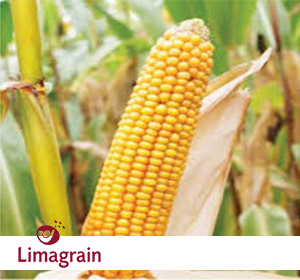 Гибрид семян кукурузы LG 3232