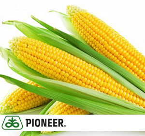 Гибрид семян кукурузы PR39G83