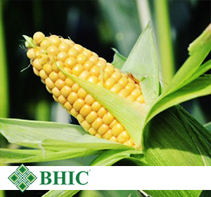 Гибрид семян кукурузы ВН 6763
